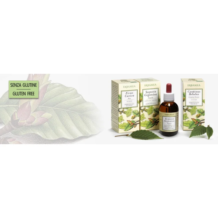 Erbamea Ficus Carica Gemme Gemmoderivati 50ml