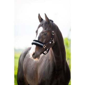 HB Halter Zebra