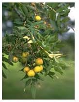 Herboplanet Msa Sorbus Domestica Yemas Serbal Comun 1 piece 50 ml