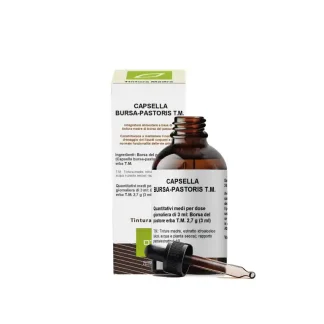 CAPSELLA BURSA-PASTORIS (BORSA DEL PASTORE) erba