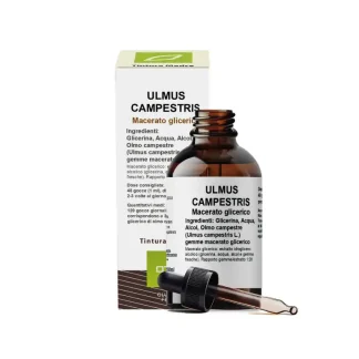 ULMUS CAMPESTRIS (OLMO CAMPESTRE) gemme