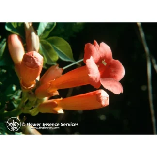 TRUMPET VINE - ESSENZA SINGOLA CALIFORNIANA FES 30ml