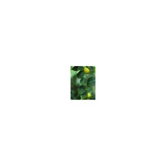 Herboplanet Tsa Citrus Limonum Gocce Orali